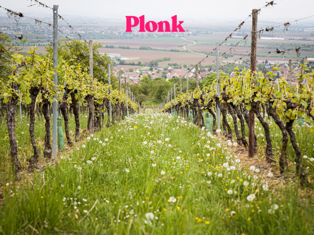 What is terroir, and how does it affect the wine you drink?