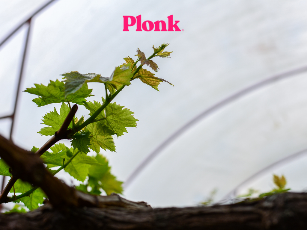 The Plonk Vegan Wine Guide