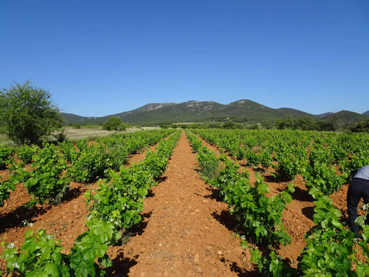 Wine Regions of South Australia